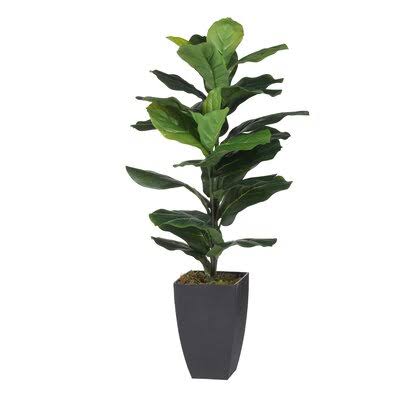 Fiddle-leaf Fig Tree in Pot D86253