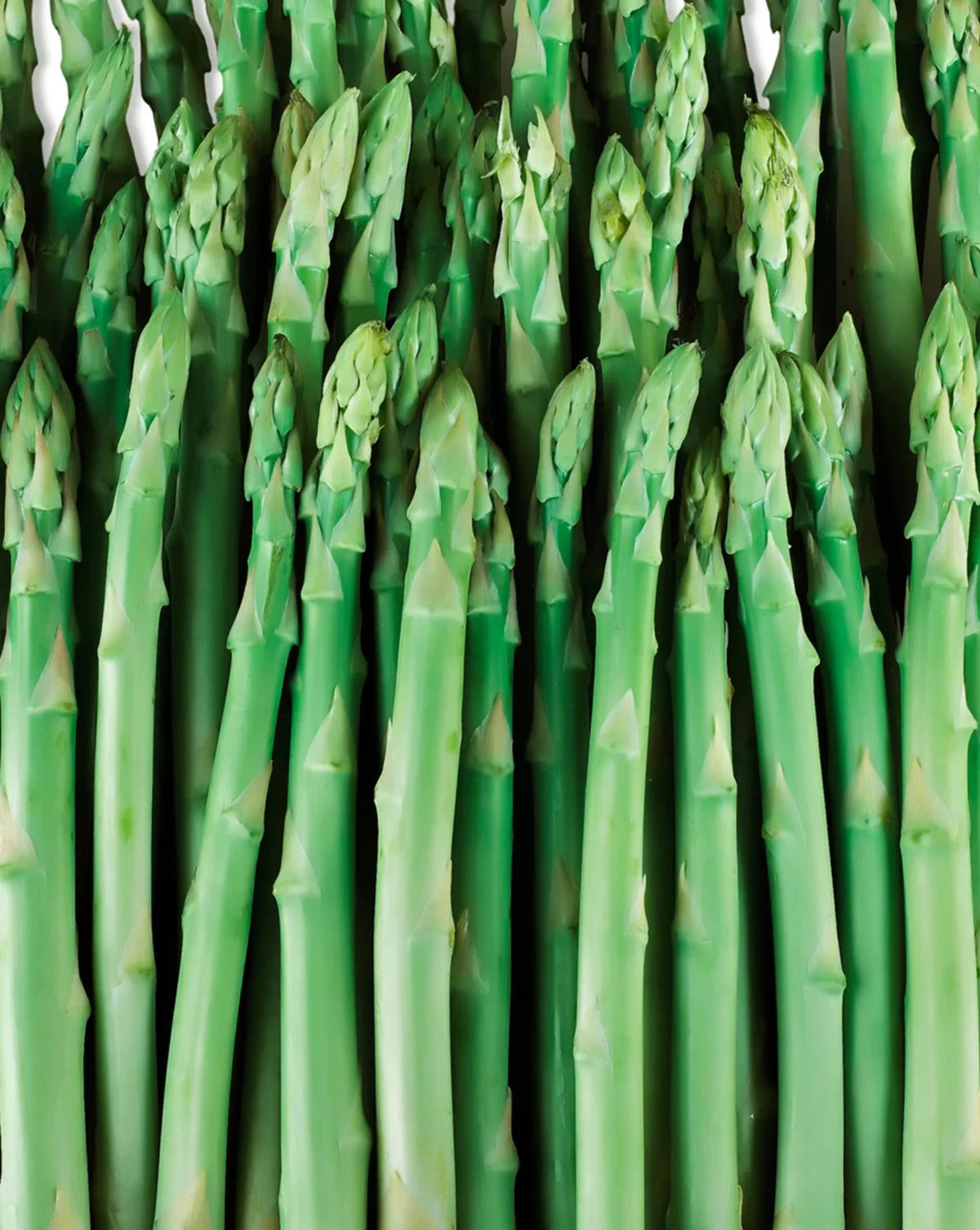 10 root divisions Asparagus Crowns I874746