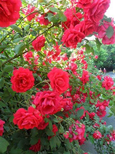 10pcs Climbing Rose Vine Flower Seeds (Purple) H864755