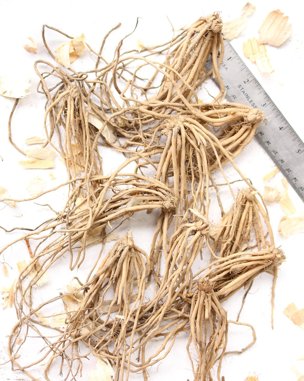 10 root divisions Asparagus Crowns I874746