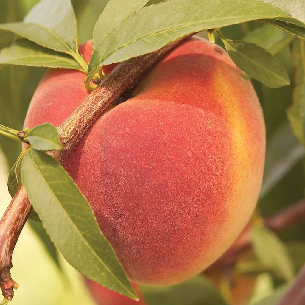Peach Standard Dormant Bare Root Fruit Tree (1-Pack) V5372