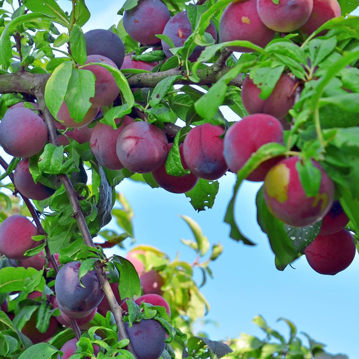 Wild Plum Tree Fruit Seeds for Planting A747443