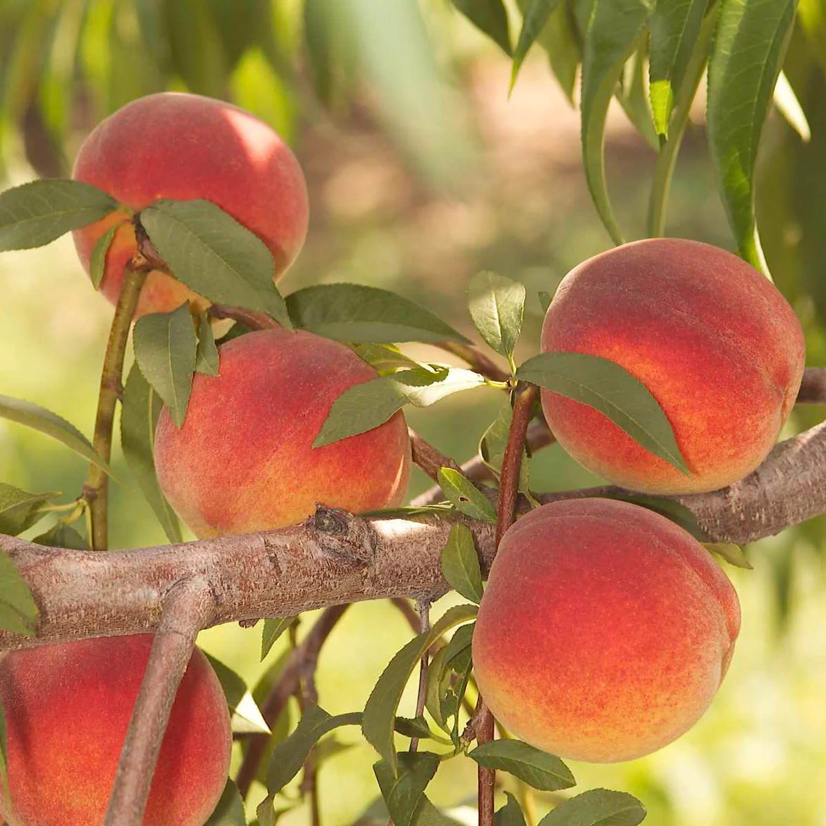 Peach Standard Dormant Bare Root Fruit Tree (1-Pack) V5372